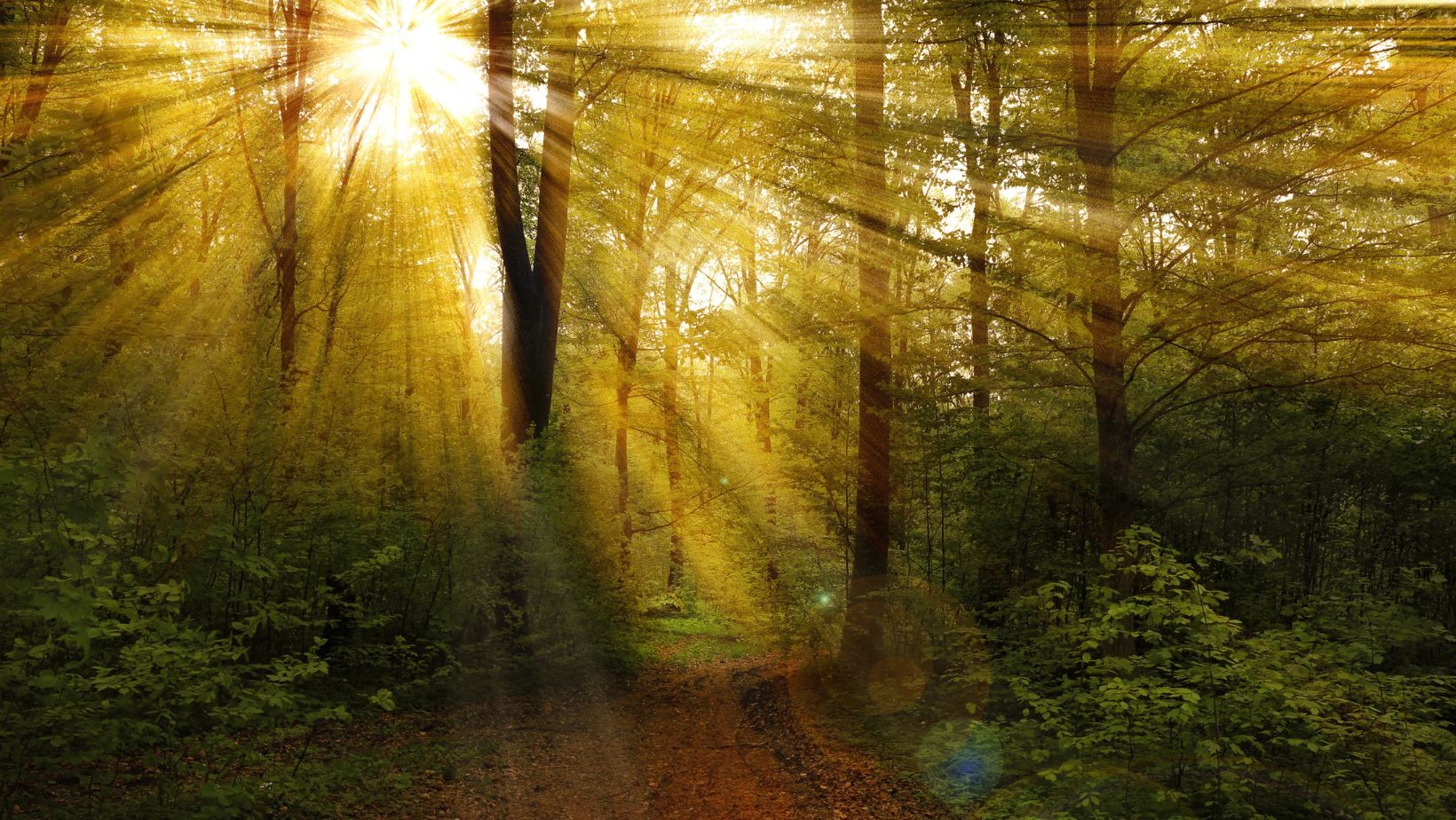 Coach Baño de Bosque Certificado (Graduados)